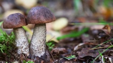 Biraz çimen yakın çekim