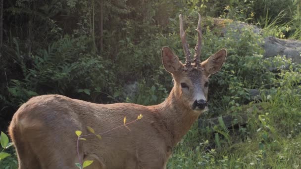 En hjort som står bredvid en skog — Stockvideo