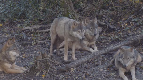 A dog lying on top of a wolf — Stock Video