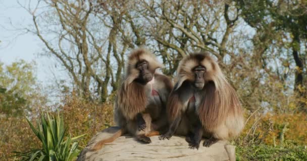 Een voorgrond van een beest — Stockvideo