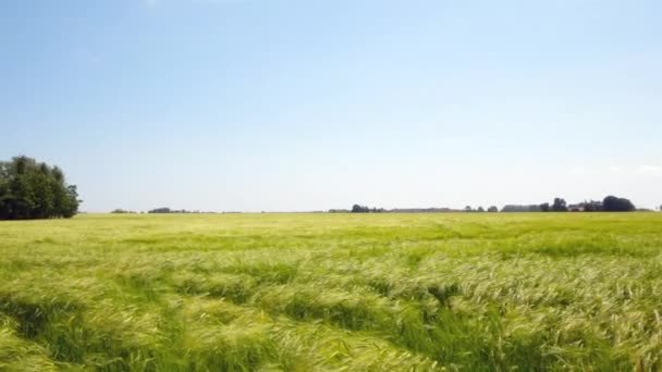 Крупним планом пишне зелене поле — стокове відео