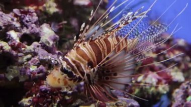 Bir balığın yakın çekimi.