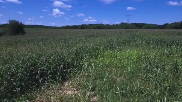 背景に木のある大きな緑の畑 — ストック動画