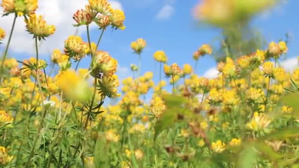 Eine Nahaufnahme einer Blume — Stockvideo