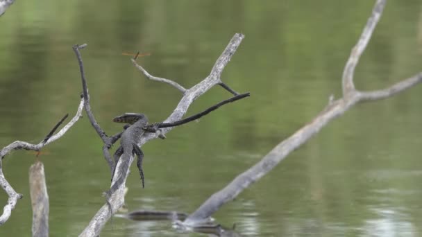 Птица, сидящая на ветке в водоеме — стоковое видео