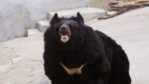 En björn med öppen mun — Stockvideo