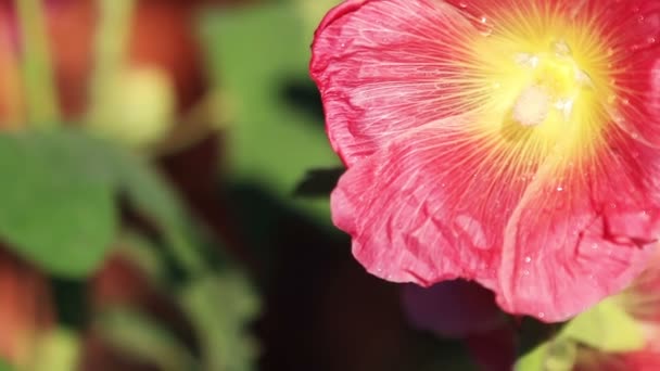 분홍빛 꽃 — 비디오