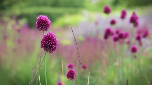 Eine rosa Blume auf einer Pflanze — Stockvideo