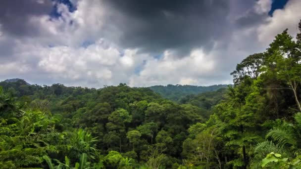 Una señal delante de un árbol — Vídeos de Stock