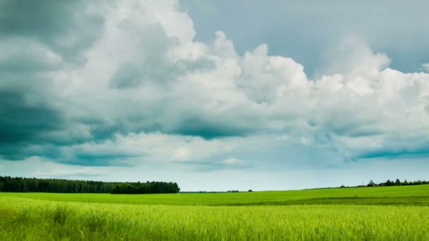 Ein großes grünes Feld mit Wolken am Himmel — Stockvideo