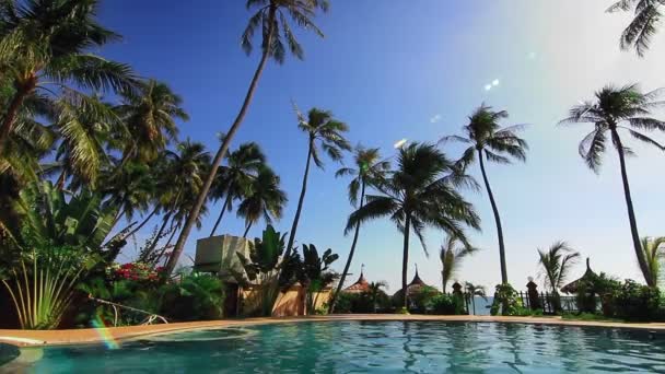 A group of palm trees next to a body of water — Stock Video