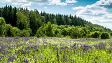 Bir sığır sürüsü yemyeşil bir ormanda otluyor.