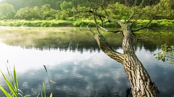 Un specchio d'acqua circondato da alberi — Video Stock