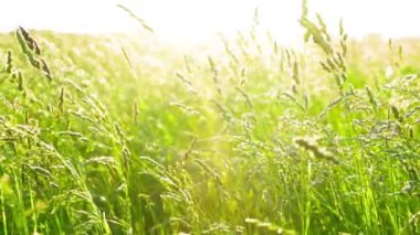 Bir bitkinin yakın çekimi.