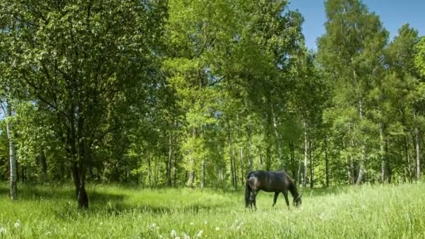Grupa bydła wypasającego się na bujnym zielonym polu — Wideo stockowe