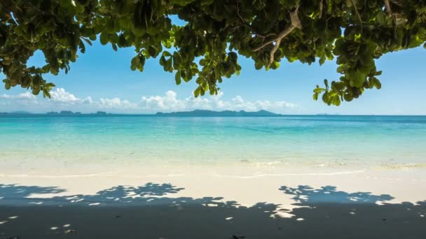 Група пальмових дерев на пляжі біля водойми — стокове відео