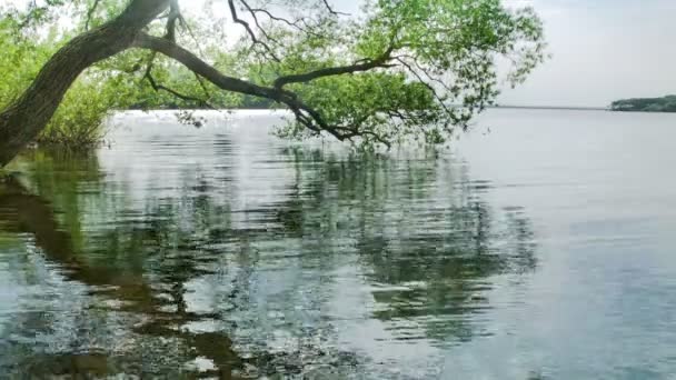Ett träd bredvid en vattenförekomst — Stockvideo