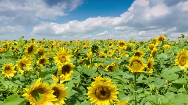 Een vaas gevuld met bloemen bovenop een veld — Stockvideo