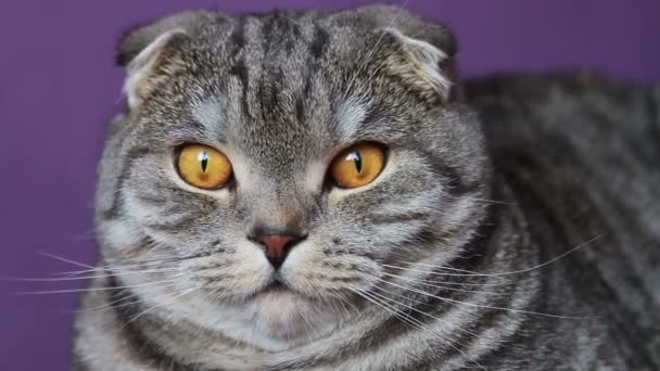 Ένα κοντινό πλάνο μιας γάτας κοιτάζοντας την κάμερα — Αρχείο Βίντεο