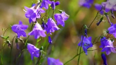 Bir çiçeğe yakın çekim