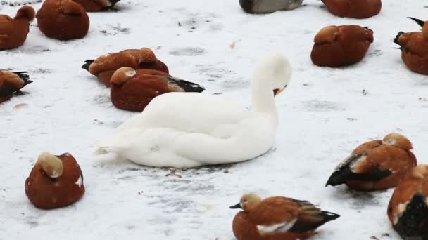 Un branco di gabbiani sono in piedi nella neve — Video Stock