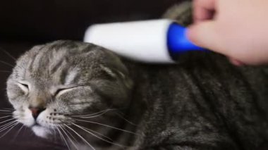 Bir kedinin yakın çekimi.