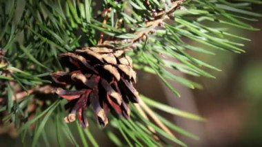 Yeşil bir bitkinin yakın çekimi.