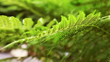 Bir bitkinin yakın çekimi.