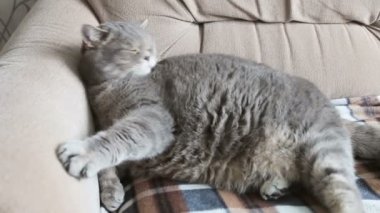 Yatakta yatan bir kedi