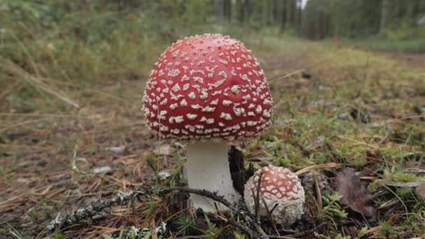 Um pássaro sentado em cima de um campo coberto de grama — Vídeo de Stock