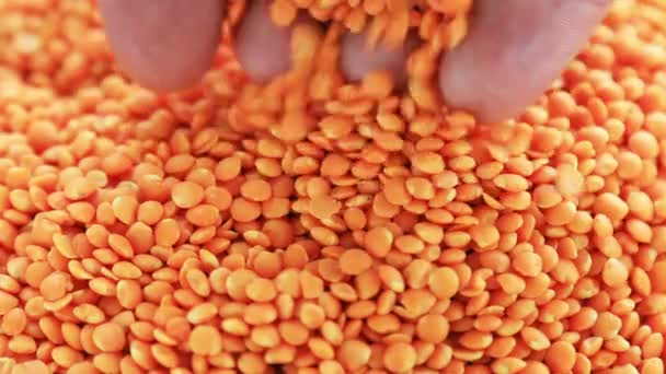 Um close-up de um monte de laranjas — Vídeo de Stock
