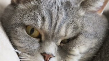 Mavi gözlü gri bir kedinin yakın çekimi.