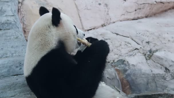 Un oso panda sentado contra una pared — Vídeos de Stock