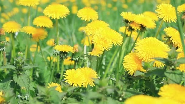 Un primer plano de una flor — Vídeos de Stock