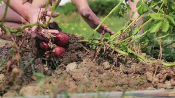 Un primer plano de un jardín de flores — Vídeos de Stock