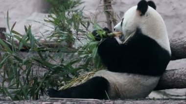 Hayvanat bahçesindeki bir panda