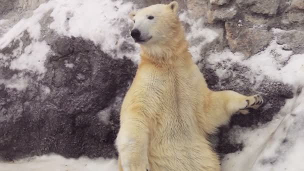 Un ours polaire assis sur un rocher — Video