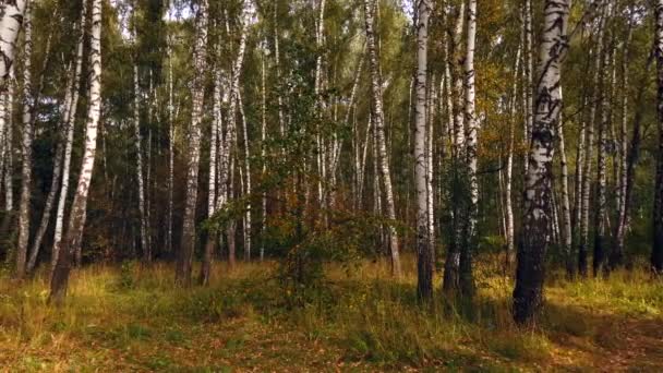 森の中の木 — ストック動画