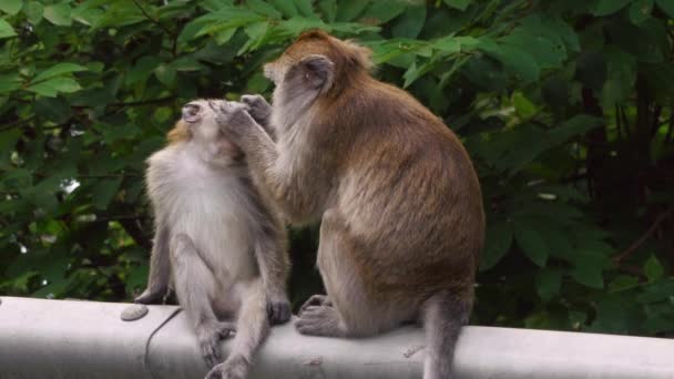 Un primer plano de un mono — Vídeos de Stock
