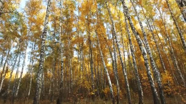 Ένα δέντρο σε ένα δάσος — Αρχείο Βίντεο