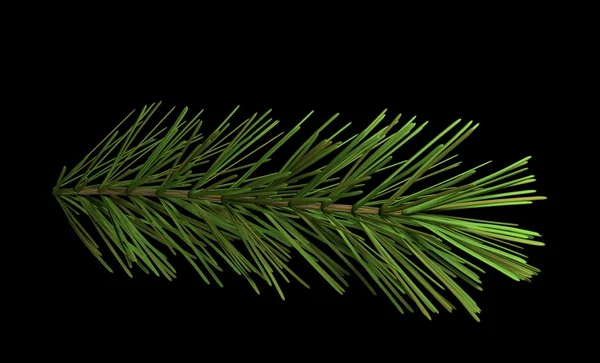 Pine gren isolerad på svart 3d illustration — Stockfoto