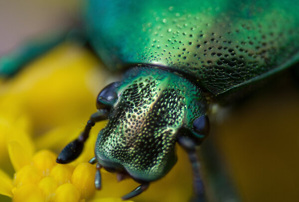 cetonia aurata on a flower