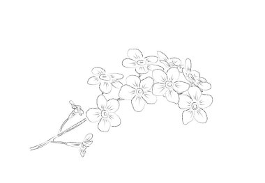 El çizimi siyah çiçek vektör çizimi. Unutkan çiçek. Tebrik kartı veya davet tasarımı için çiçek ögesi