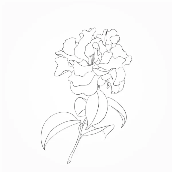 Illustration Vectorielle Fleur Dessinée Main Élément Floral Pour Carte Vœux — Image vectorielle