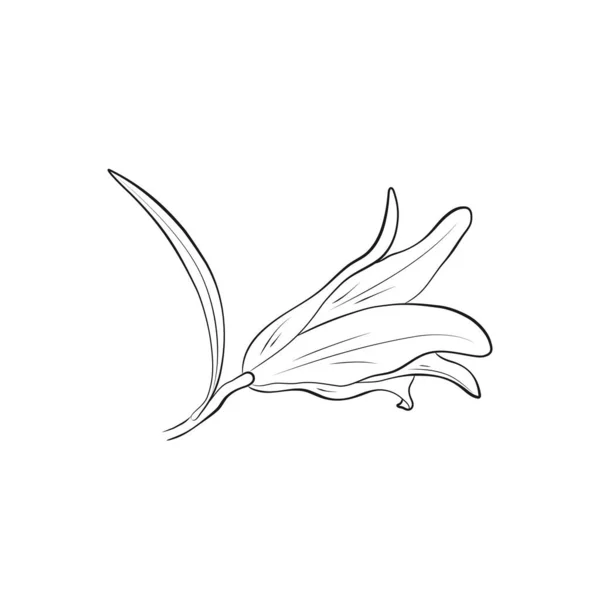 Зображення Бузку Лілії Контурна Рука Намальована Квітка Векторний Квітковий Елемент — стоковий вектор