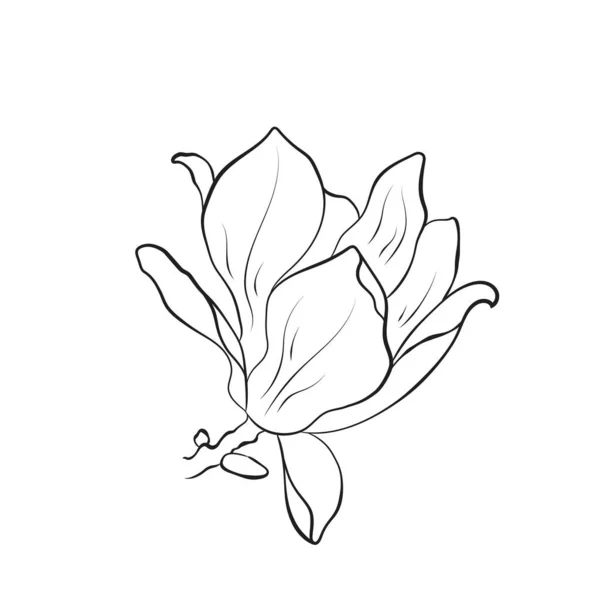 Fleur Magnolia Dessinée Main Contour Florissent Illustration Élément Floral Vectoriel — Image vectorielle
