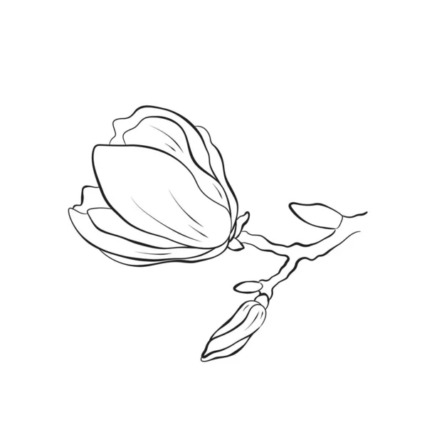 Εικόνα Από Μπουμπούκι Μανόλιας Ζωγραφισμένο Στο Χέρι Περίγραμμα Απεικόνιση Λουλούδι — Διανυσματικό Αρχείο
