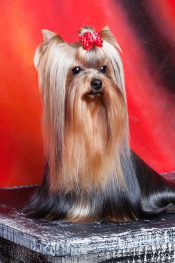 Yorkshire terrier oturma