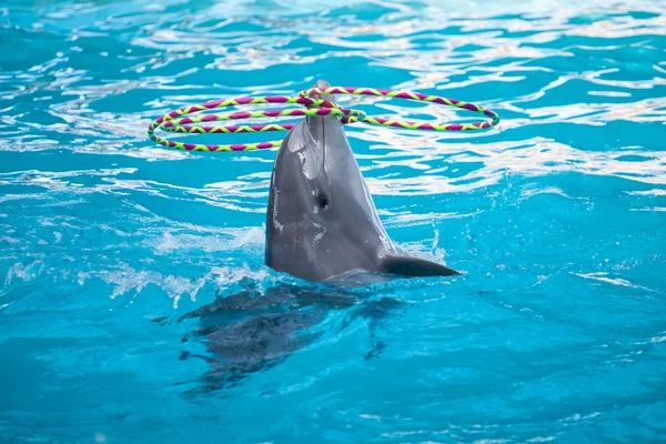 Delfín jugando con los anillos — Foto de Stock