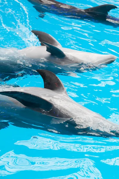 Aplaudiendo delfines — Foto de Stock